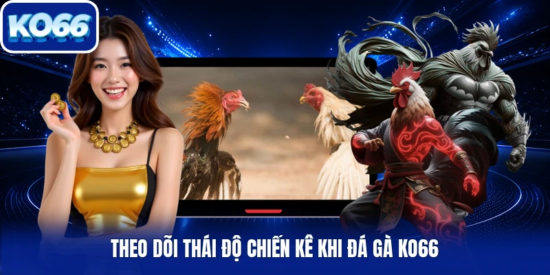 Theo dõi thái độ chiến kê khi đá gà Ko66